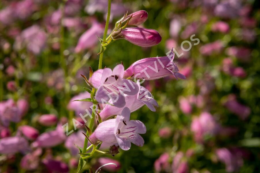 Dračík 'Evelyn' - Penstemon x mexicali 'Evelyn'