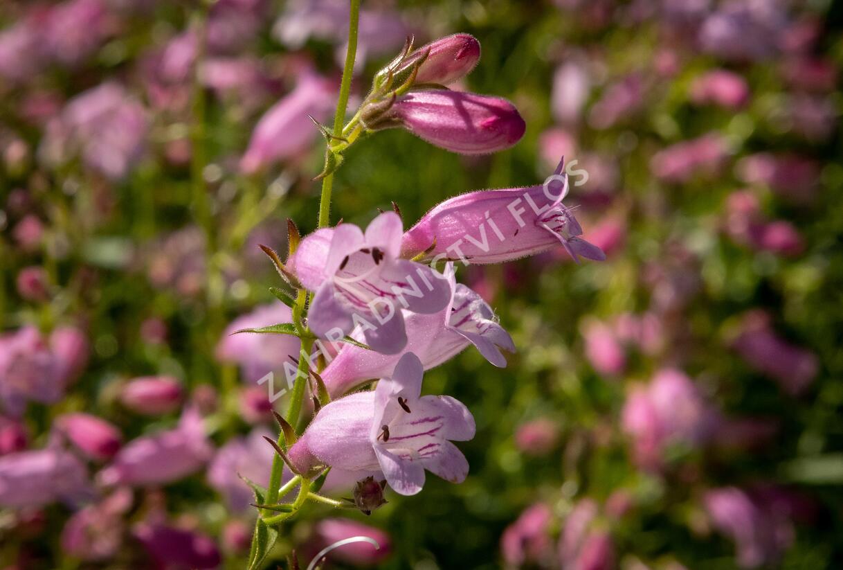 Dračík 'Evelyn' - Penstemon x mexicali 'Evelyn'