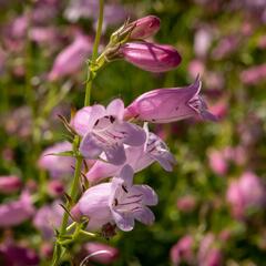 Dračík 'Evelyn' - Penstemon x mexicali 'Evelyn'