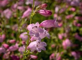 Dračík 'Evelyn' - Penstemon x mexicali 'Evelyn'