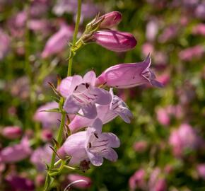 Dračík 'Evelyn' - Penstemon x mexicali 'Evelyn'