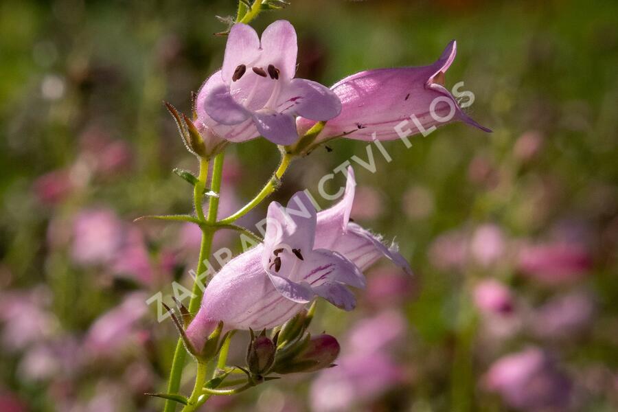 Dračík 'Evelyn' - Penstemon x mexicali 'Evelyn'