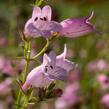 Dračík 'Evelyn' - Penstemon x mexicali 'Evelyn'