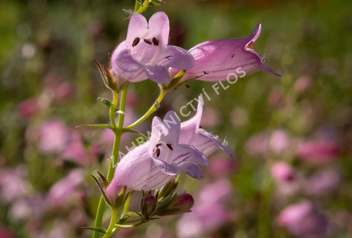 Dračík 'Evelyn' - Penstemon x mexicali 'Evelyn'