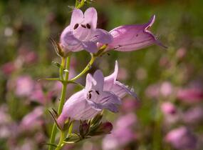 Dračík 'Evelyn' - Penstemon x mexicali 'Evelyn'