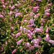 Dračík 'Evelyn' - Penstemon x mexicali 'Evelyn'