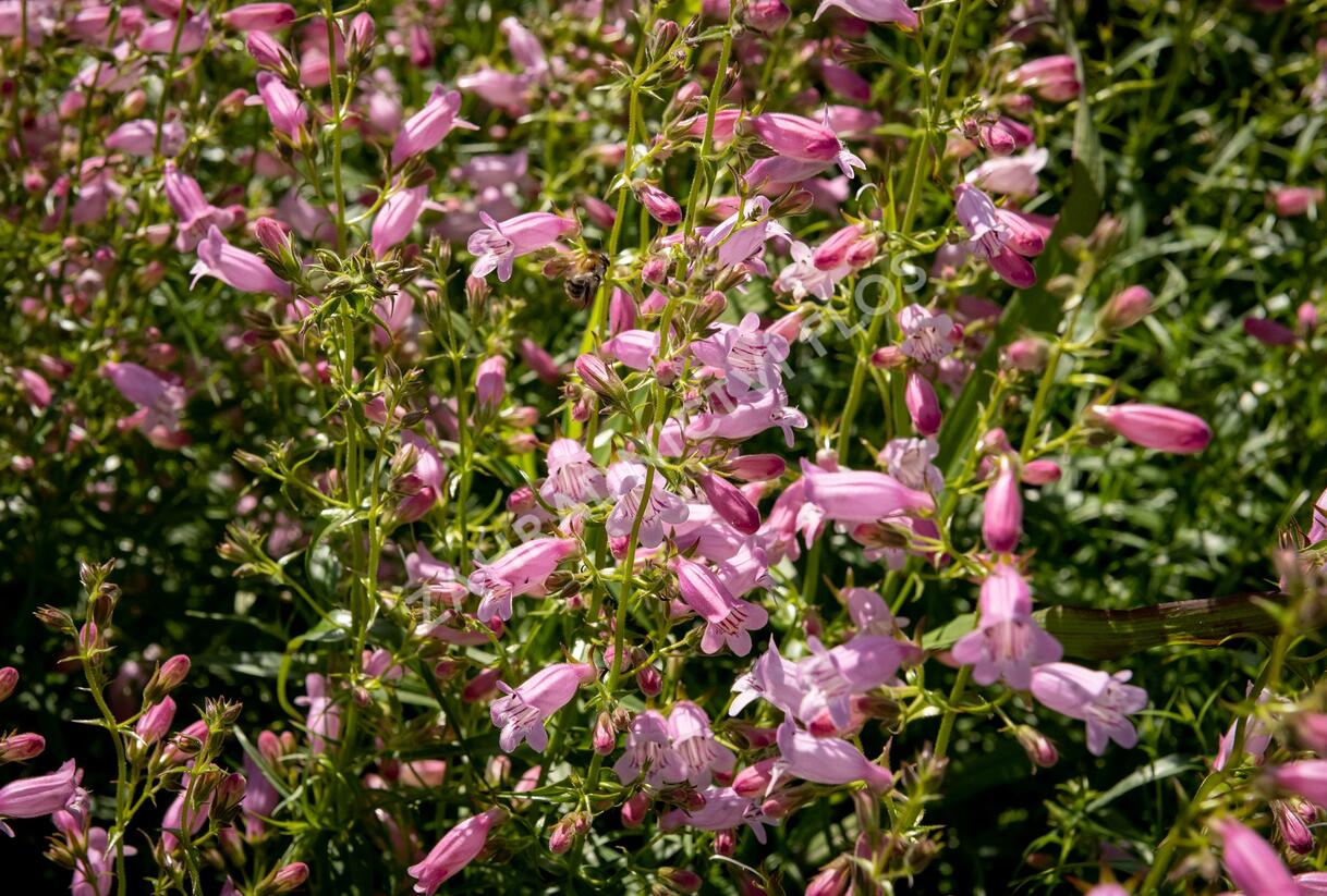 Dračík 'Evelyn' - Penstemon x mexicali 'Evelyn'
