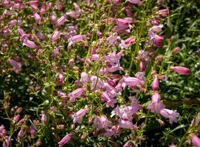Dračík 'Evelyn' - Penstemon x mexicali 'Evelyn'