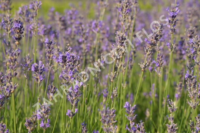 Levandule úzkolistá 'Dwarf Blue' - Lavandula angustifolia 'Dwarf Blue'