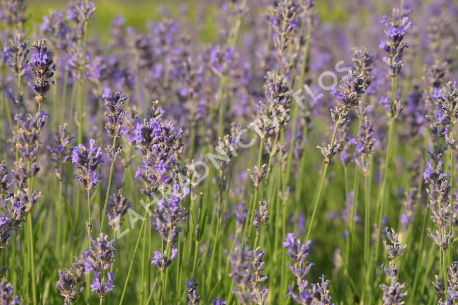 Levandule úzkolistá 'Dwarf Blue' - Lavandula angustifolia 'Dwarf Blue'