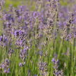 Levandule úzkolistá 'Dwarf Blue' - Lavandula angustifolia 'Dwarf Blue'