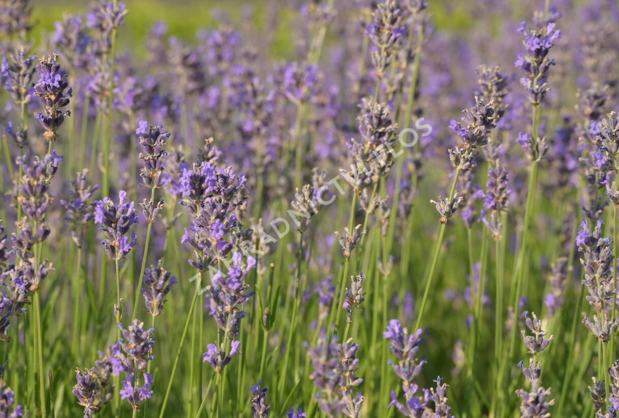 Levandule úzkolistá 'Dwarf Blue' - Lavandula angustifolia 'Dwarf Blue'