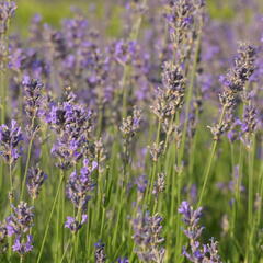 Levandule úzkolistá 'Dwarf Blue' - Lavandula angustifolia 'Dwarf Blue'