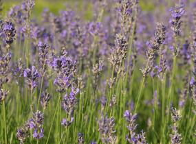 Levandule úzkolistá 'Dwarf Blue' - Lavandula angustifolia 'Dwarf Blue'