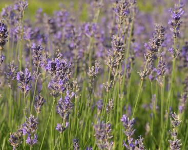 Levandule úzkolistá 'Dwarf Blue'