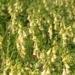 Náprstník velkokvětý - Digitalis ambigua (grandiflora)