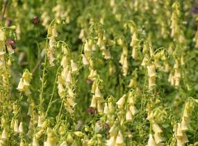 Náprstník velkokvětý - Digitalis ambigua (grandiflora)