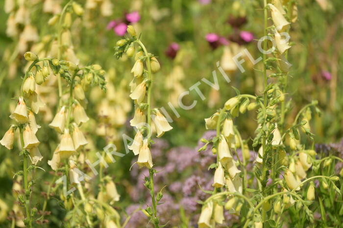 Náprstník velkokvětý - Digitalis ambigua (grandiflora)