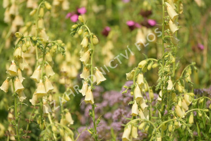 Náprstník velkokvětý - Digitalis ambigua (grandiflora)