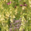 Náprstník velkokvětý - Digitalis ambigua (grandiflora)