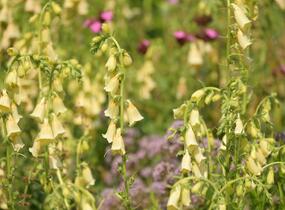 Náprstník velkokvětý - Digitalis ambigua (grandiflora)