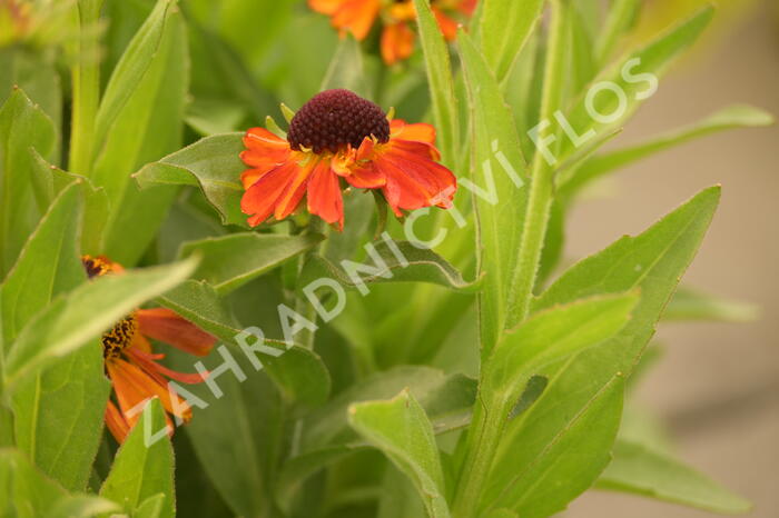 Záplevák 'Short end Sassy' - Helenium autumnale 'Short end Sassy'