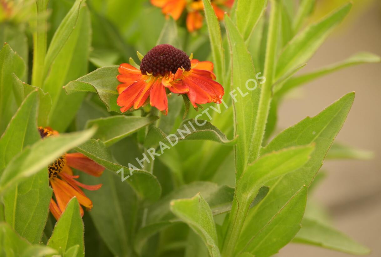 Záplevák 'Short end Sassy' - Helenium autumnale 'Short end Sassy'