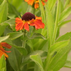 Záplevák 'Short end Sassy' - Helenium autumnale 'Short end Sassy'