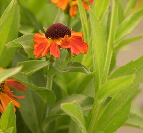 Záplevák 'Short end Sassy' - Helenium autumnale 'Short end Sassy'