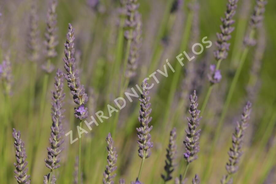 Levandule prostřední 'Phenomenal' - Lavandula intermedia 'Phenomenal'