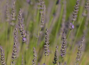 Levandule prostřední 'Phenomenal' - Lavandula intermedia 'Phenomenal'