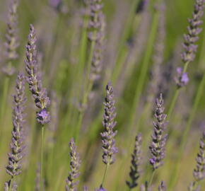 Levandule prostřední 'Phenomenal' - Lavandula intermedia 'Phenomenal'