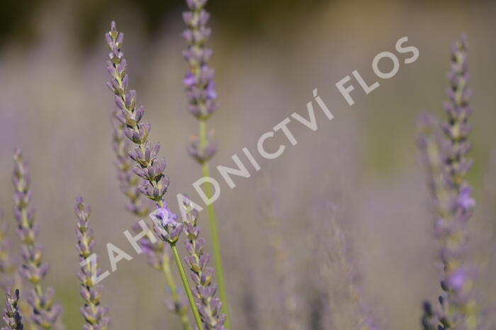 Levandule prostřední 'Phenomenal' - Lavandula intermedia 'Phenomenal'