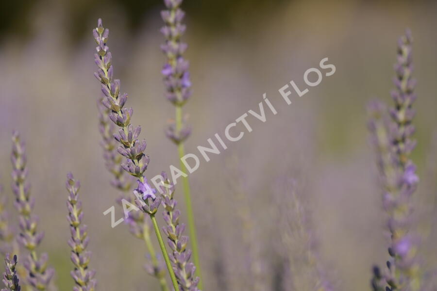 Levandule prostřední 'Phenomenal' - Lavandula intermedia 'Phenomenal'