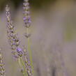 Levandule prostřední 'Phenomenal' - Lavandula intermedia 'Phenomenal'