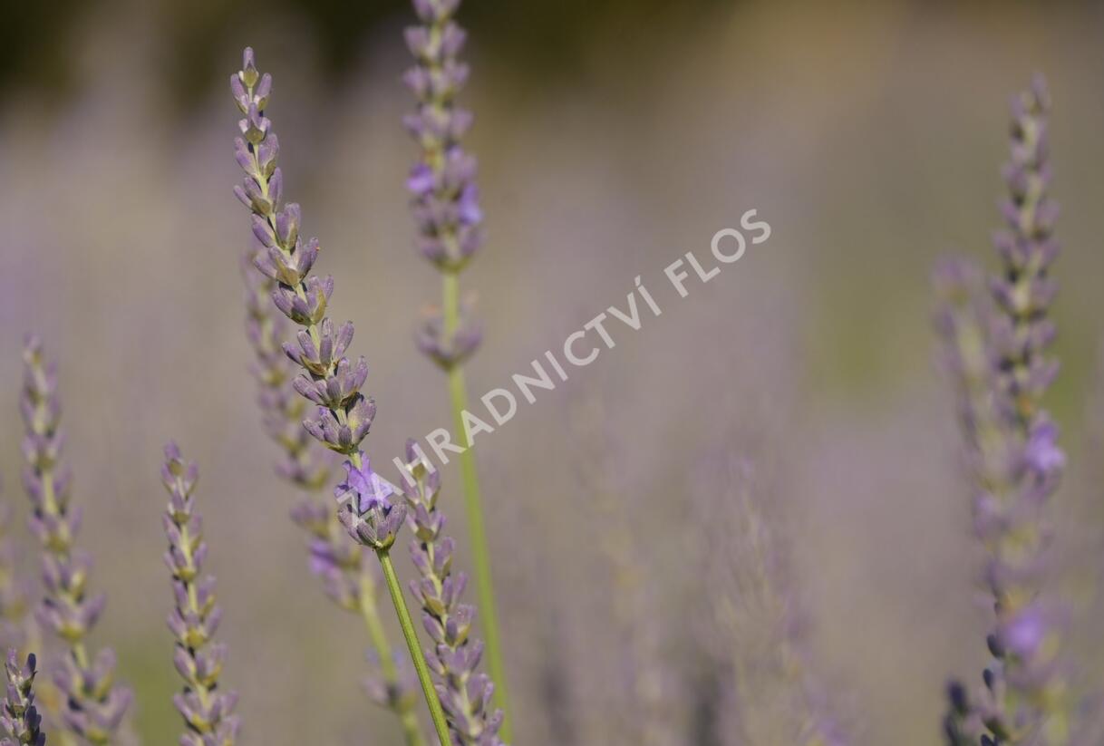 Levandule prostřední 'Phenomenal' - Lavandula intermedia 'Phenomenal'