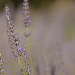 Levandule prostřední 'Phenomenal' - Lavandula intermedia 'Phenomenal'