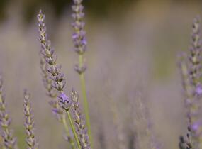 Levandule prostřední 'Phenomenal' - Lavandula intermedia 'Phenomenal'
