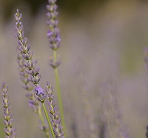 Levandule prostřední 'Phenomenal' - Lavandula intermedia 'Phenomenal'