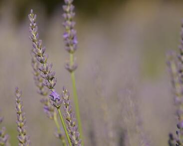 Levandule prostřední 'Phenomenal'