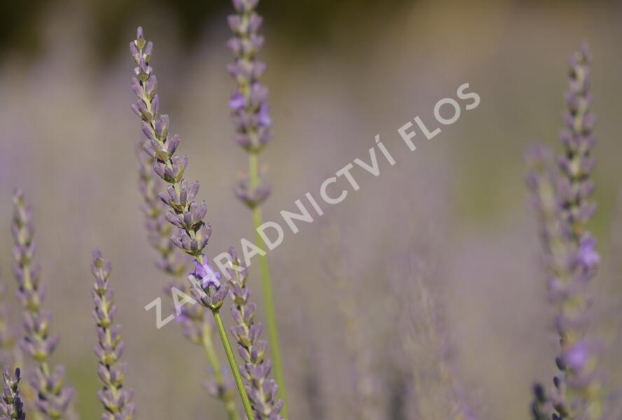 Levandule prostřední 'Phenomenal' - Lavandula intermedia 'Phenomenal'