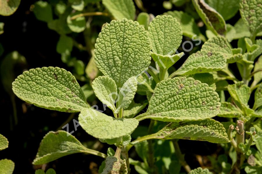 Měrnice 'All Hallows Green' - Ballota 'All Hallows Green'