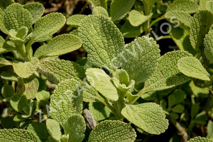 Měrnice 'All Hallows Green' - Ballota 'All Hallows Green'