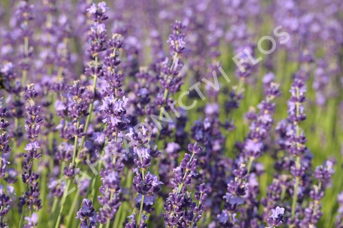 Levandule úzkolistá 'Contrast' - Lavandula angustifolia 'Contrast'