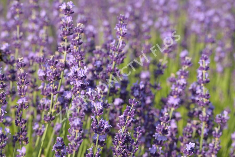 Levandule úzkolistá 'Contrast' - Lavandula angustifolia 'Contrast'