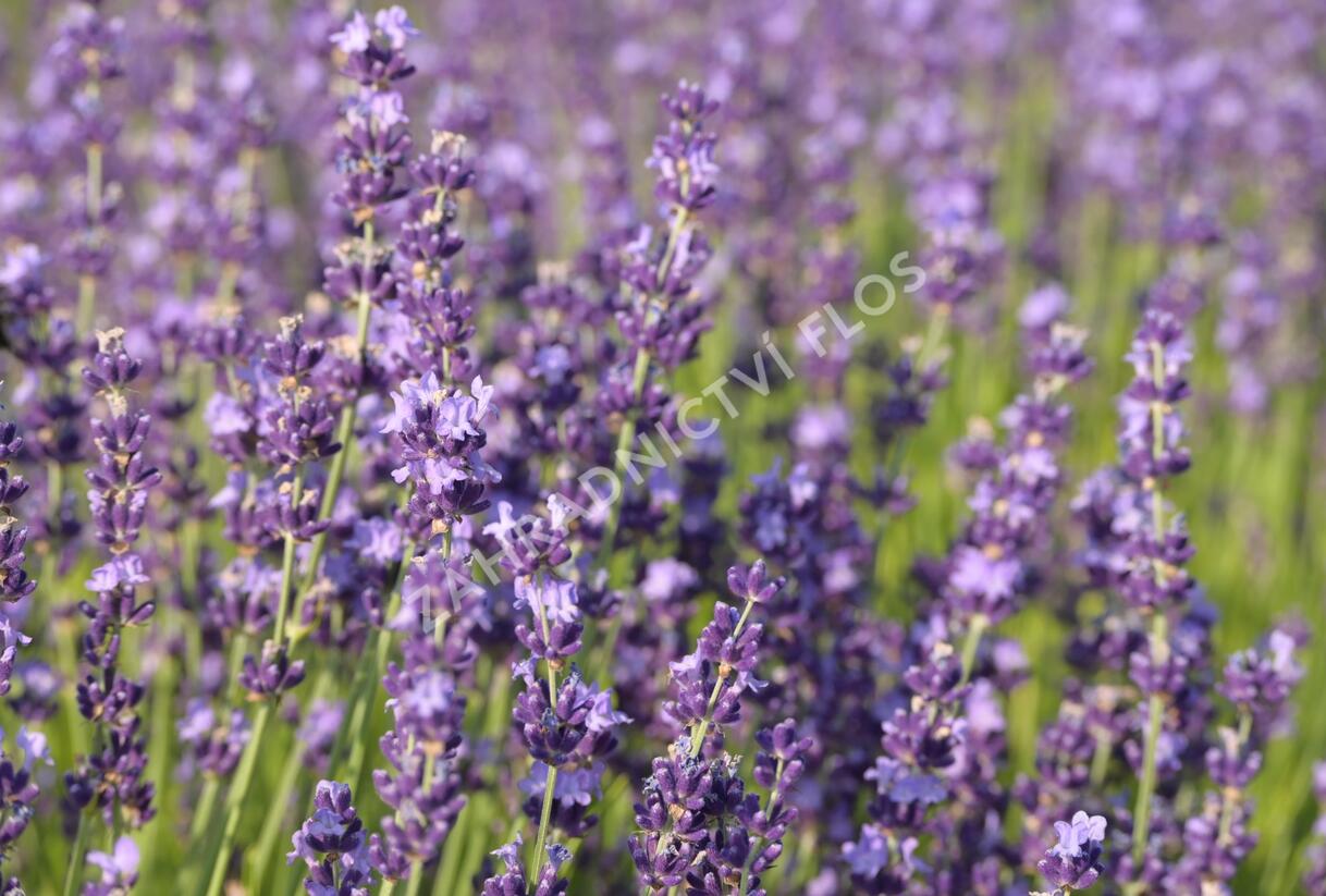 Levandule úzkolistá 'Contrast' - Lavandula angustifolia 'Contrast'