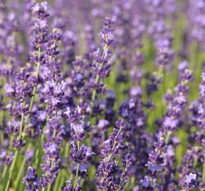 Levandule úzkolistá 'Contrast'