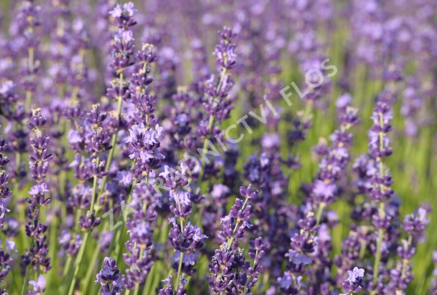 Levandule úzkolistá 'Contrast' - Lavandula angustifolia 'Contrast'