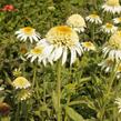 Třapatkovka nachová 'Papallo Semi Double White' - Echinacea purpurea 'Papallo Semi Double White'