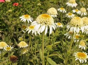 Třapatkovka nachová 'Papallo Semi Double White' - Echinacea purpurea 'Papallo Semi Double White'